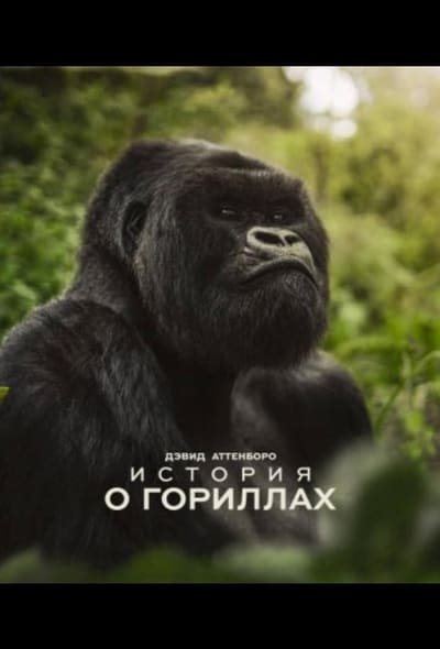Постер: Дэвид Аттенборо. История о гориллах